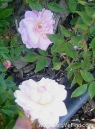 'Betsy McCall' rose photo