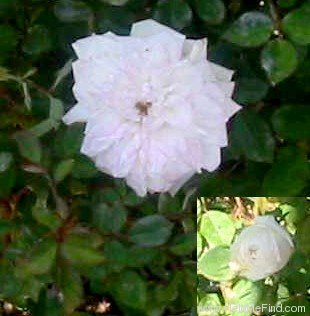 'Carmencita' rose photo