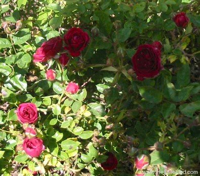'Dwarf King' rose photo