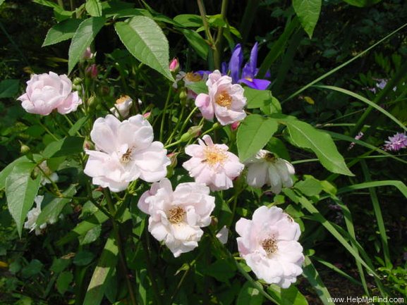 'Madame Laurette Messimy' rose photo