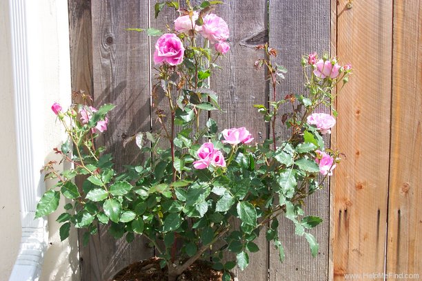'Cotillion ™ (floribunda, Zary, 1999)' rose photo
