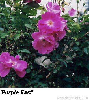 'Purple East' rose photo