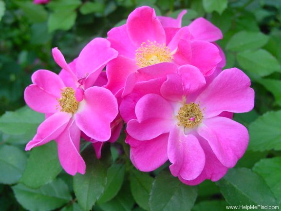 'Lynnie (Shrub, Rupert, 2001)' rose photo