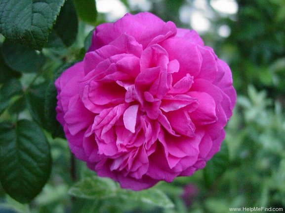 'Brennus' rose photo