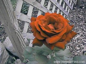 'Mr. Lincoln' rose photo