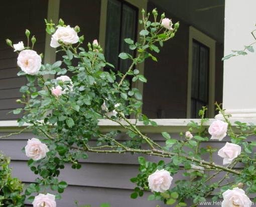 'New Dawn (Large Flowered Climber, Dreer, 1930)' rose photo