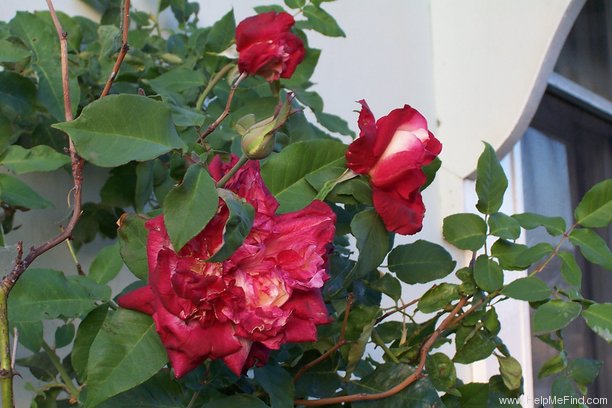 'Penelope (tea, Williams, 1906)' rose photo