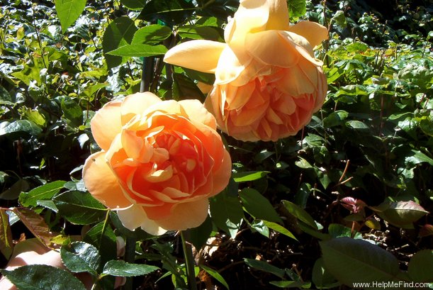 'Pat Austin ™' rose photo