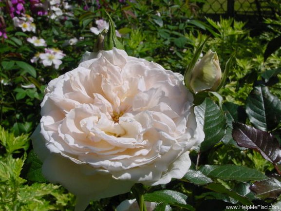 'Guinevere (shrub, Harkness 1997)' rose photo