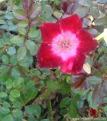 'Hoot Owl' rose photo