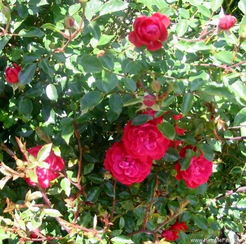 'Phyllis Shackelford ™' rose photo