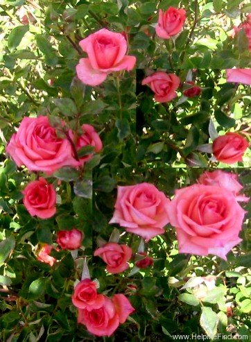 'Pierrine' rose photo