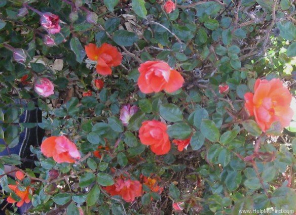 'Anna Ford ® (miniature, Harkness before 1979)' rose photo