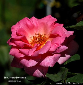 'Mrs. Jennie Deverman' rose photo