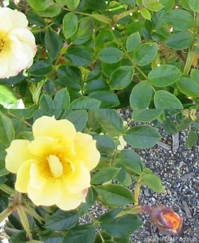 'Lemon Delight' rose photo