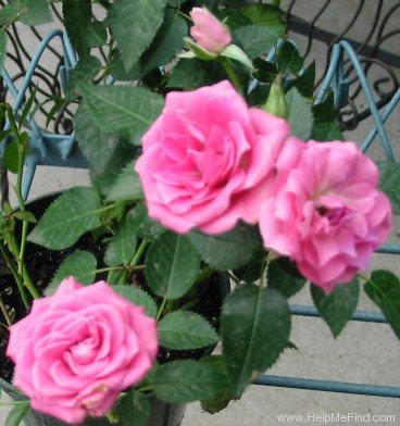 'Pink Marina Kordana ®' rose photo