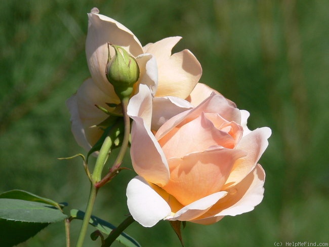 'Anna Fendi ®' rose, click to enlarge 'Anna Fendi ®' rose photo