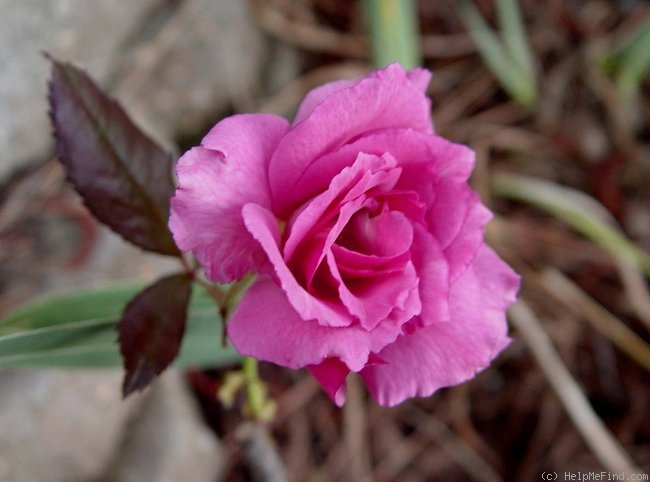 'Fragrant Rhapsody ™' rose, click to enlarge 'Fragrant Rhapsody ™' rose photo