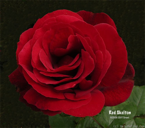 'Red Skelton' rose photo