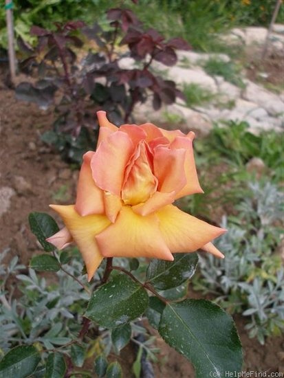 'Angelita Ruaix' rose photo