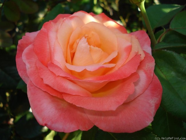 'Frohsinn ® (hybrid tea, Tantau, 1982)' rose photo