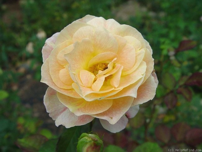 'Flirtatious ™' rose photo