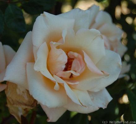 'Ophelia, Cl.' rose photo