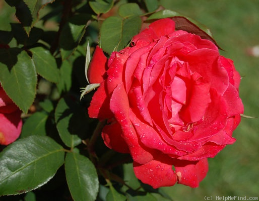 'Coral Fiesta ®' rose photo