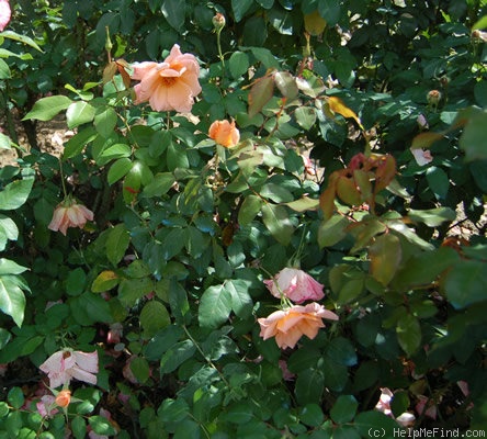 'Rita Levi Montalcini ®' rose photo