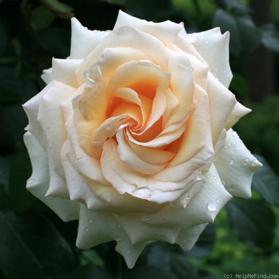 'Ambiente' rose photo