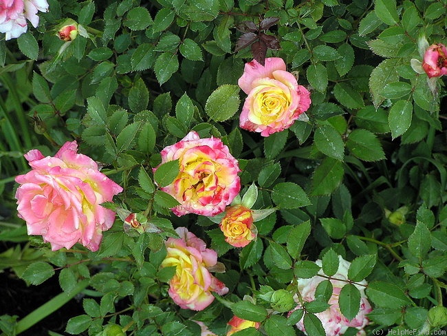 'Bees Knees ™ (miniature, Zary 1998)' rose photo