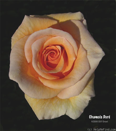 'Chamois Doré' rose photo