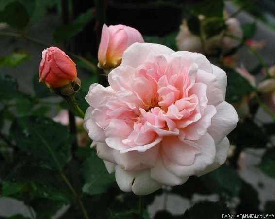 'Felicia (Hybrid Musk, Pemberton, 1926)' rose photo