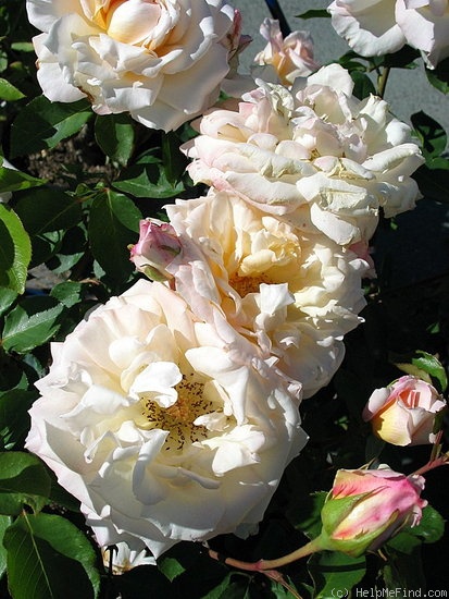 'Smooth Angel' rose photo