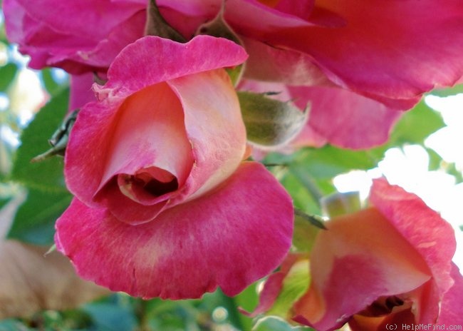 'Decor Arlequin' rose photo