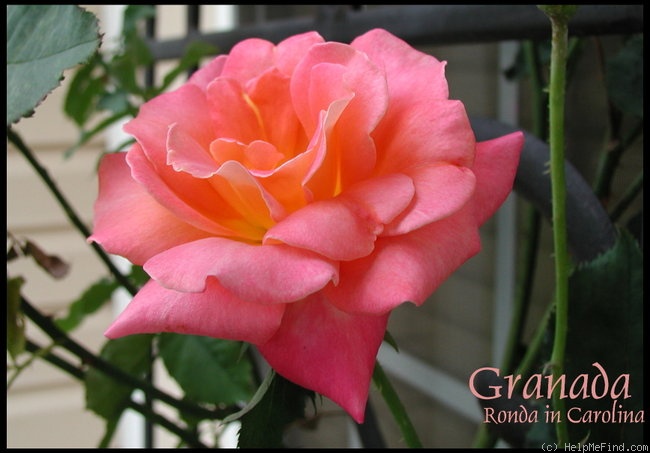 'Granada (hybrid tea, Lindquist, 1963)' rose photo