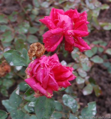 'Betty Morse' rose photo