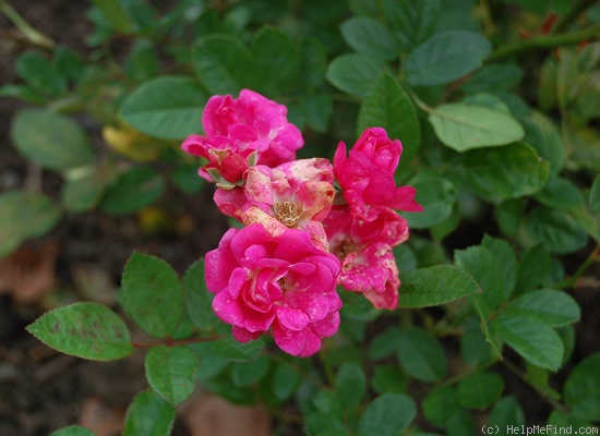 'Bijou (polyantha, de Ruiter, 1932)' rose photo