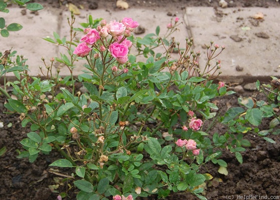 'Rosalinde (polyantha, Grunewald, 1930)' rose photo