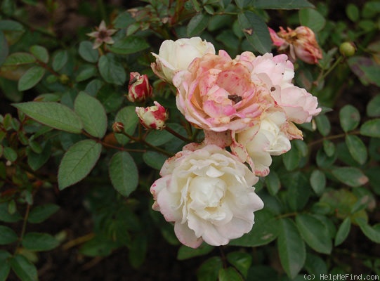 'Ellen Poulsen lysrosa' rose photo