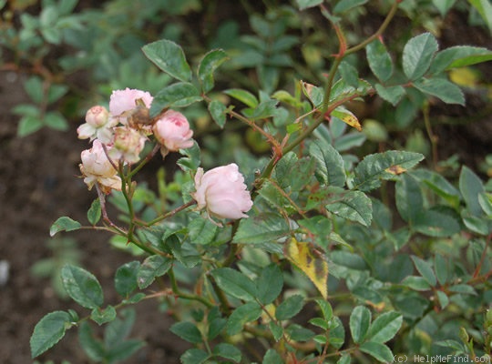 'Apfelblüte (polyantha, Wirtz & Eicke, 1907)' rose photo