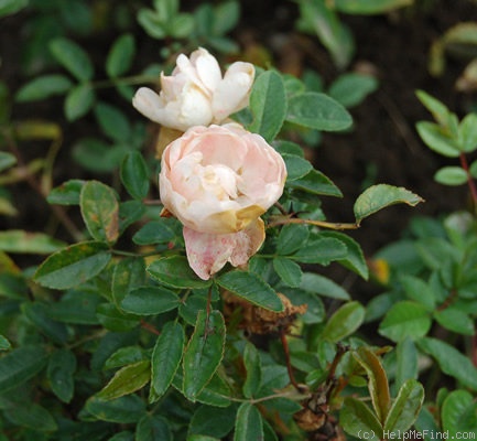 'Weisse Margo Koster' rose photo