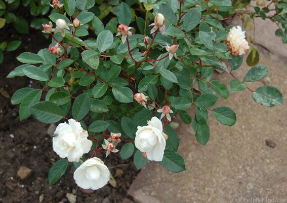 'Weisse Echo' rose photo