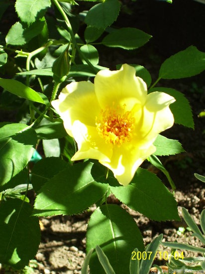 'Golden Wings (Shrub, Shepherd 1954)' rose photo