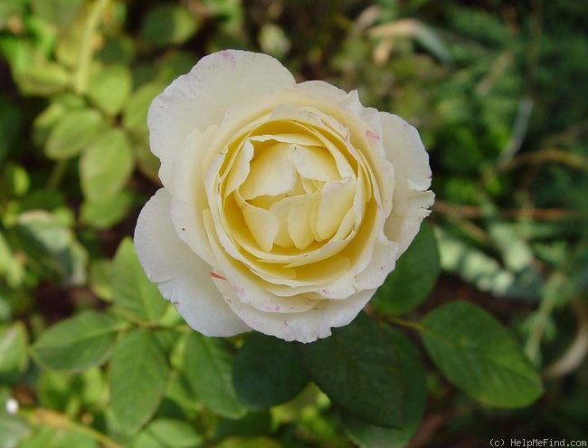'Royal America' rose photo