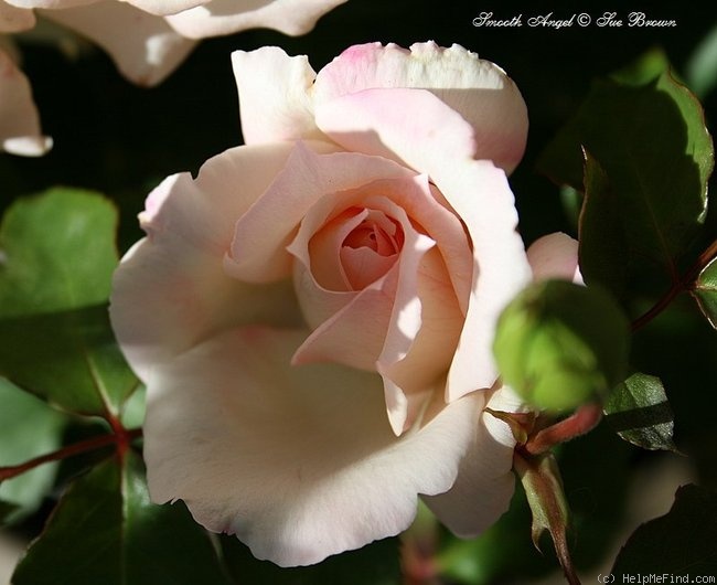 'Smooth Angel' rose photo