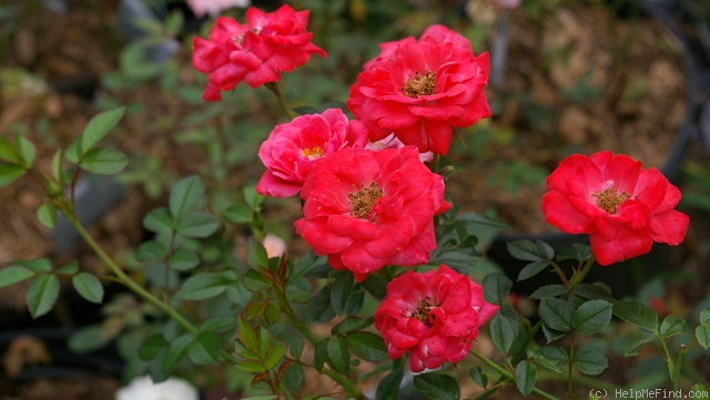 'Ann's Rose' rose photo