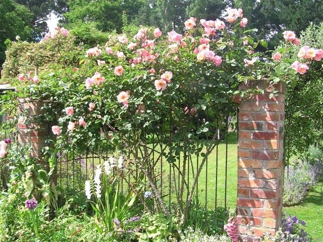 'Meg (Climbing Hybrid Tea, Gosset, 1954)' rose photo