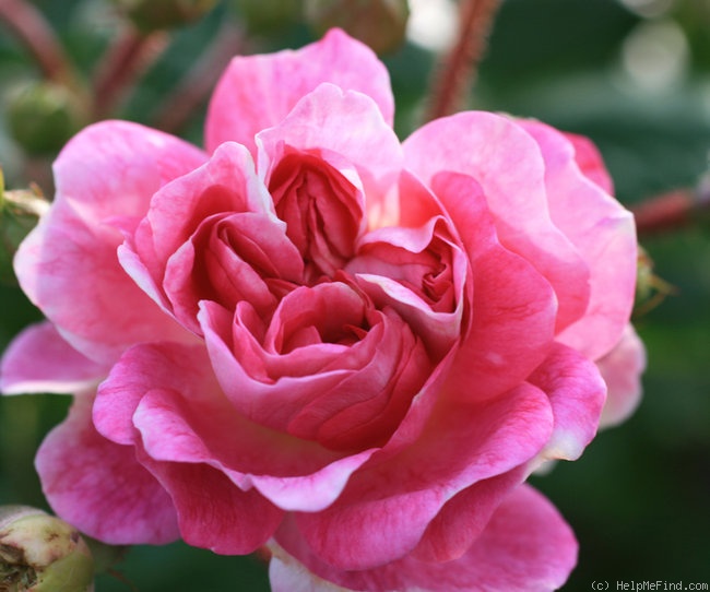 'Aristide Briand' rose photo
