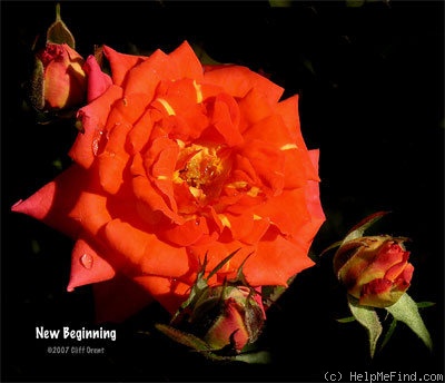 'New Beginning ™' rose photo